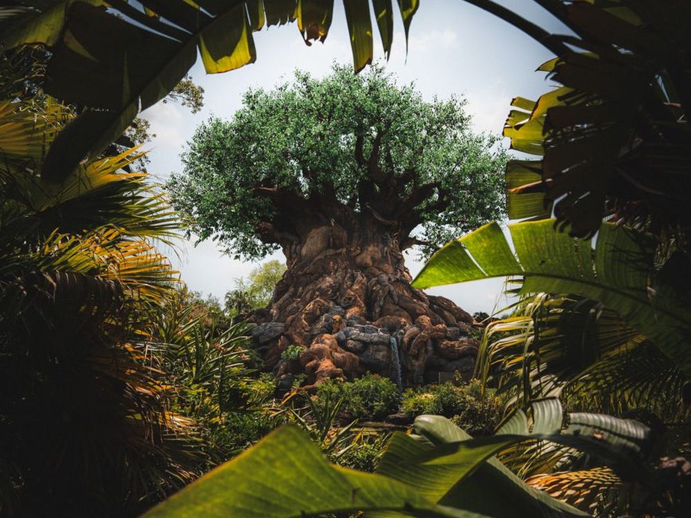 A Árvore da Vida do Animal Kingdom vista entre folhas grandes de bananeira